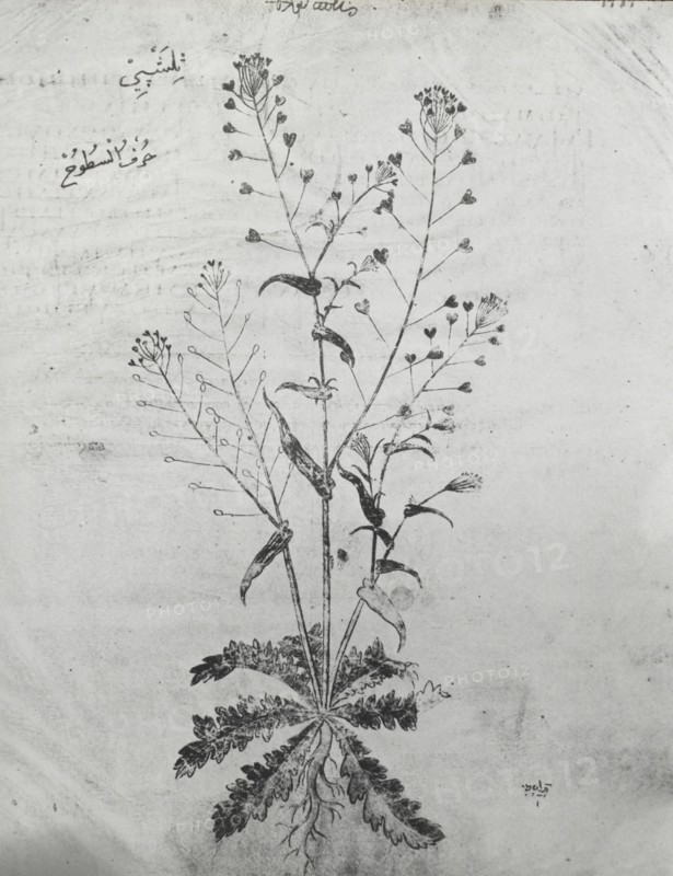 Reproduction of a botanical drawing, between 1915 and 1925. Creator: Frances Benjamin Johnston.