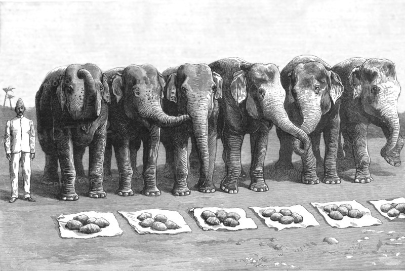 'An Elephant Battery in India; Breakfast- Waiting for the Word 'Feed'', 1890. Creator: Unknown.