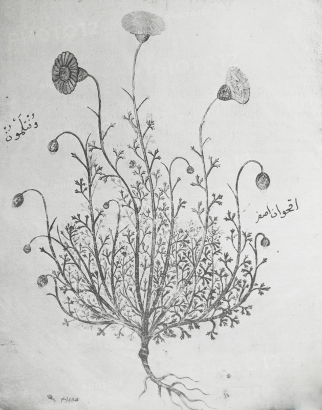 Reproduction of illustration showing a carnation, between 1915 and 1925. Creator: Frances Benjamin Johnston.