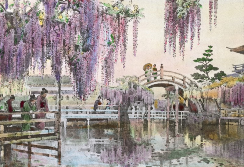 Reproduction of illustration: "Wisteria Kameido", between 1915 and 1925. Creator: Frances Benjamin Johnston.