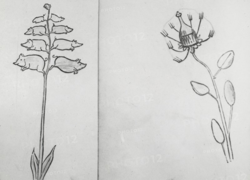 Reproduction of illustrations: "Piggiwiggia Pyramadalis" and "Bottleforkia Spoonifolia", c1915-1925. Creator: Frances Benjamin Johnston.