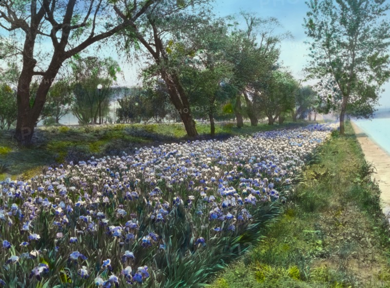 West Potomac Park, Washington, D.C., 1921. Creator: Frances Benjamin Johnston.