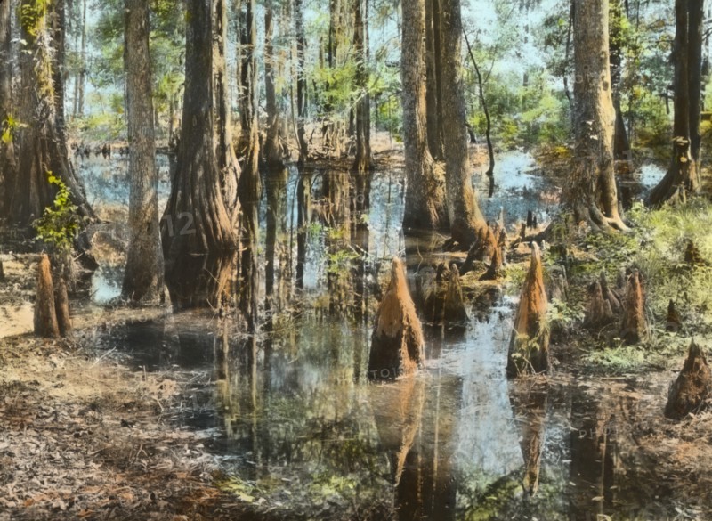 Magnolia Plantation, 3550 Ashley River Road, Charleston, South Carolina, 1928. Creator: Frances Benjamin Johnston.