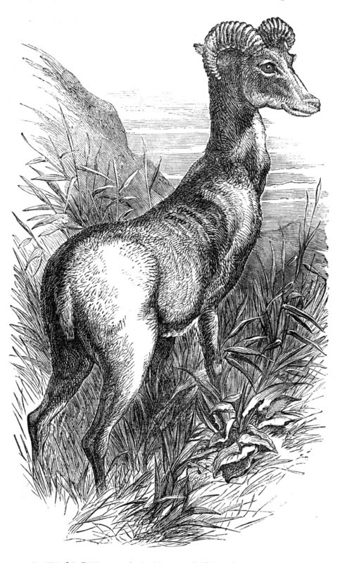 Wild Sheep of the Punjab, in the Gardens of the Zoologicial Society, Regent's-Park, 1854. Creator: Unknown.
