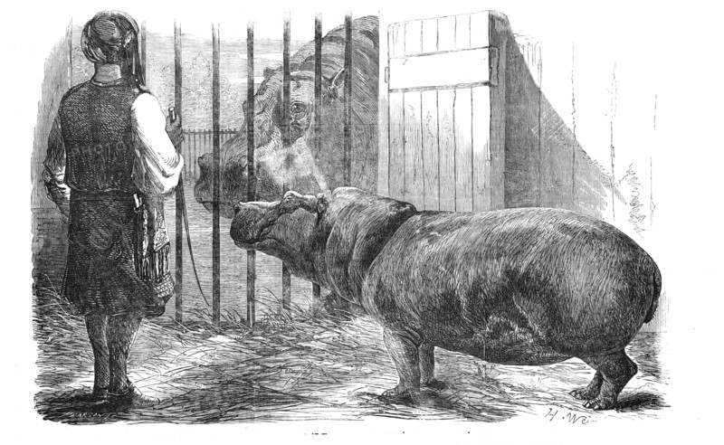 The female hippopotamus, at the Zoological Society's Gardens, Regent's-Park, 1854. Creator: Unknown.