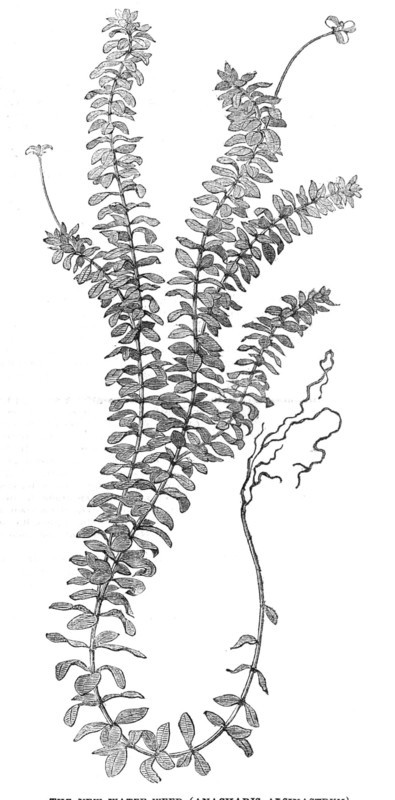The New Water-Weed (Ancharis Alsinastrum), 1854.  Creator: Unknown.