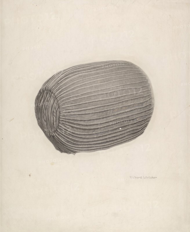 Baby's Bonnet, c. 1939.