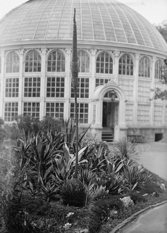 Botanical Gardens, 1917 or 1918.