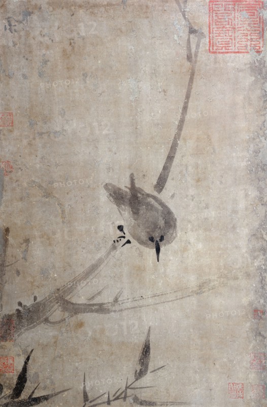 Starling, between 1200 and 1300.