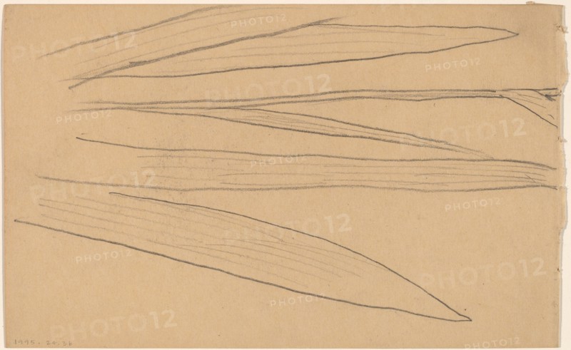 Study of a Flower [verso], 1890/1897.