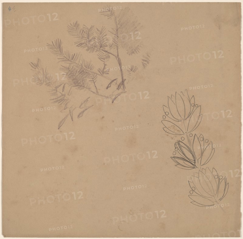 Study for a Border Design with a Sketch of a Tree, 1890/1897.