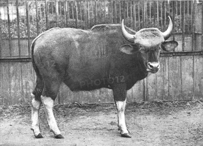 ''The Gaur (Bos Gaurus) from the Sultan of Pehang', 1890. Creator: Unknown.