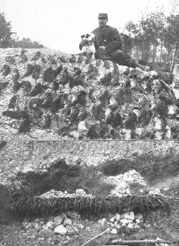 'La Guerre en Belgique et en France; l'extermination des rats sur le front : un beau..., 1916. Creator: Gorce.