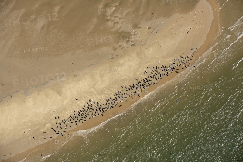 Seal colony on Scroby Sands, Norfolk, 2021.