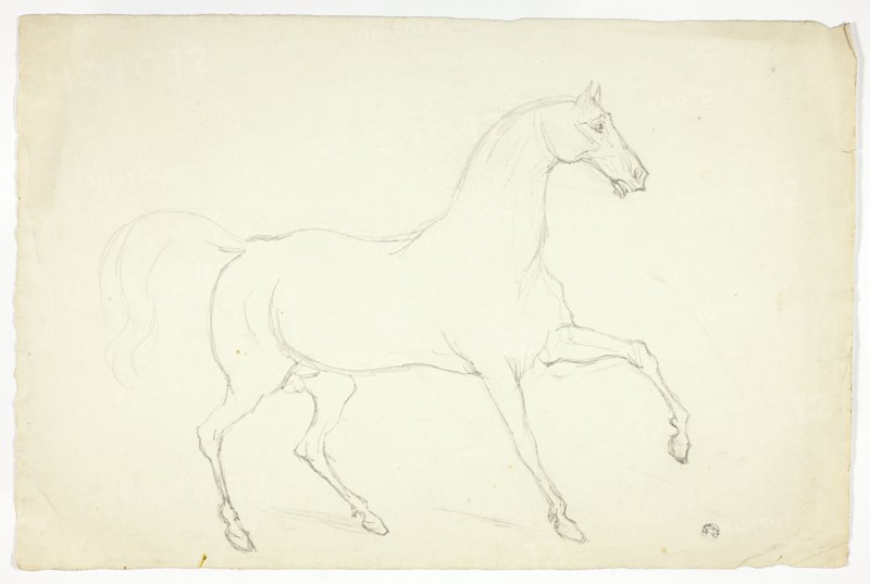 Stallion, n.d.