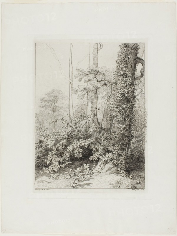 Bramble and Ivy, 1845.