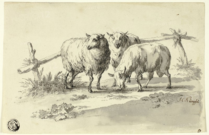 Sheep, n.d.