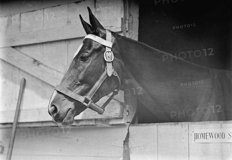 Horse Shows - Horse in Washington Horse Show, 1913.
