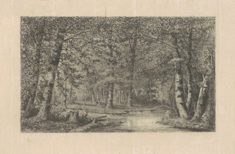 Beech Forest, 1870s-1880s.
