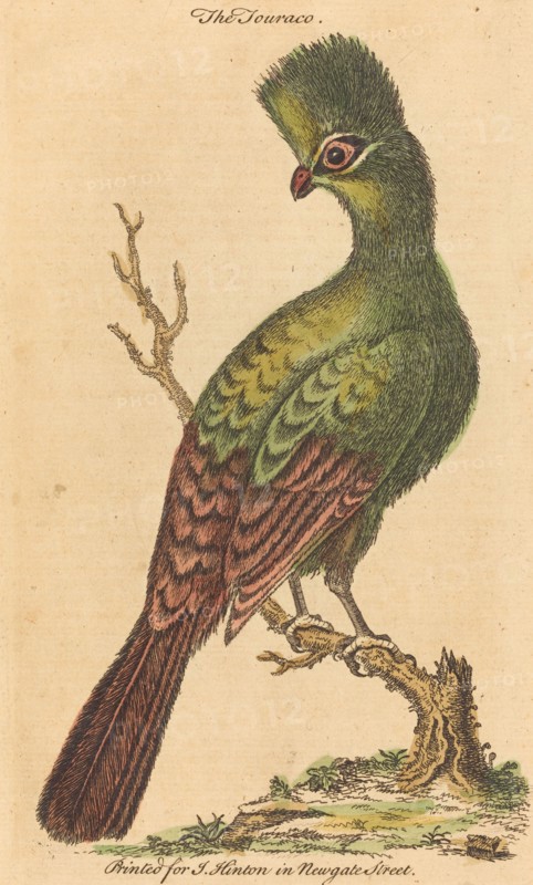 The Turaco Bird.