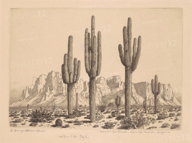 Desert Sentinels, Apache Trail, Arizona, c. 1930.