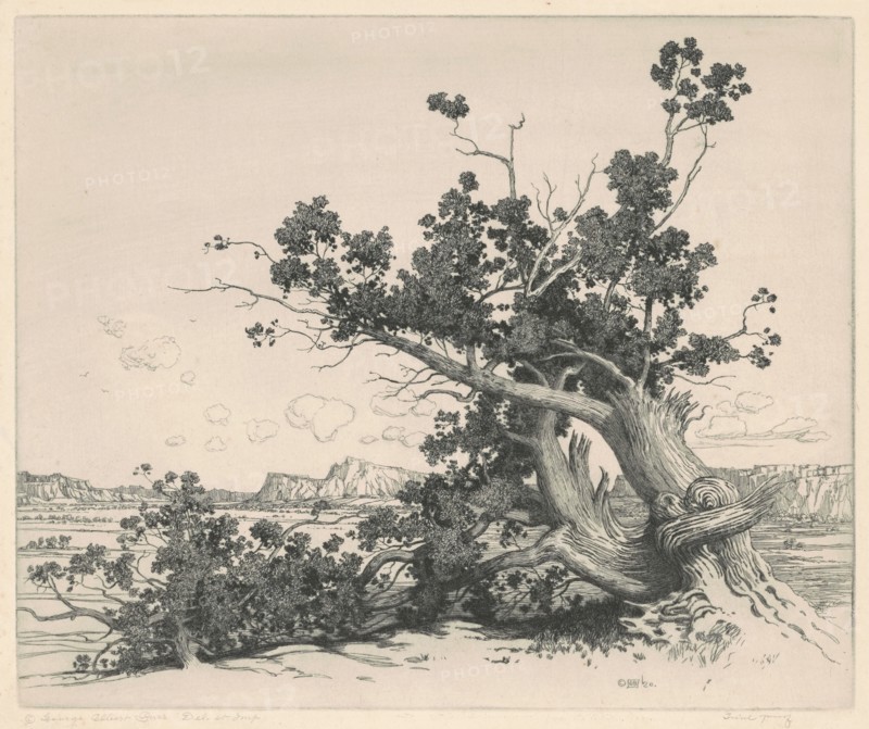 Desert Cedars, New Mexico, 1920.