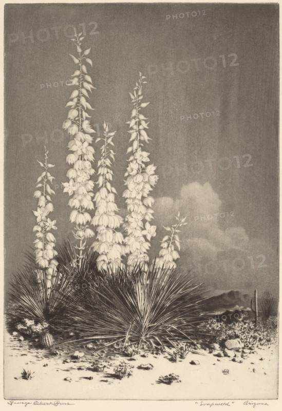Soapweed, Arizona (no. 2), c. 1924.