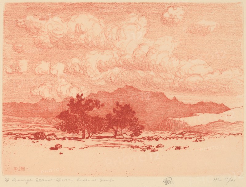 Palo Verde Trees, c. 1920.