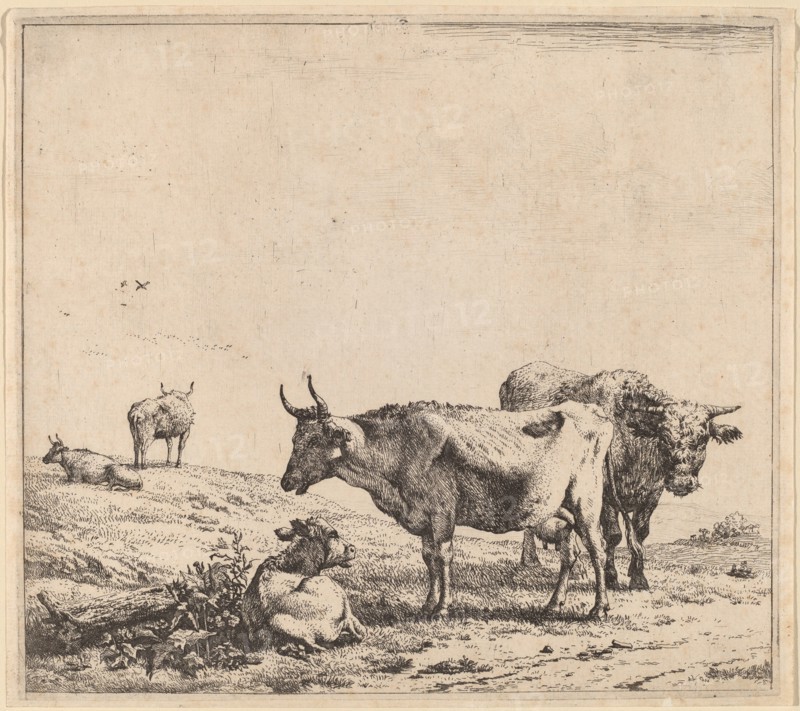 Cow, Bull and Calf.