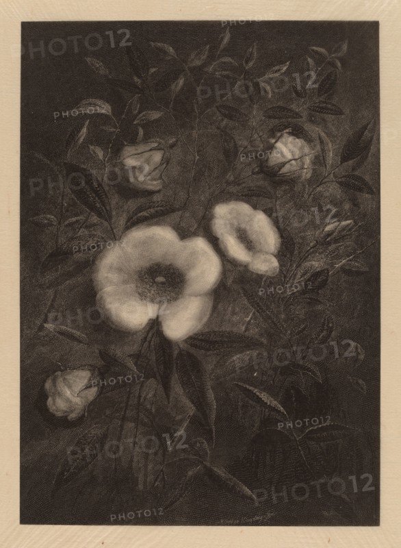 Wild Roses, 1883.