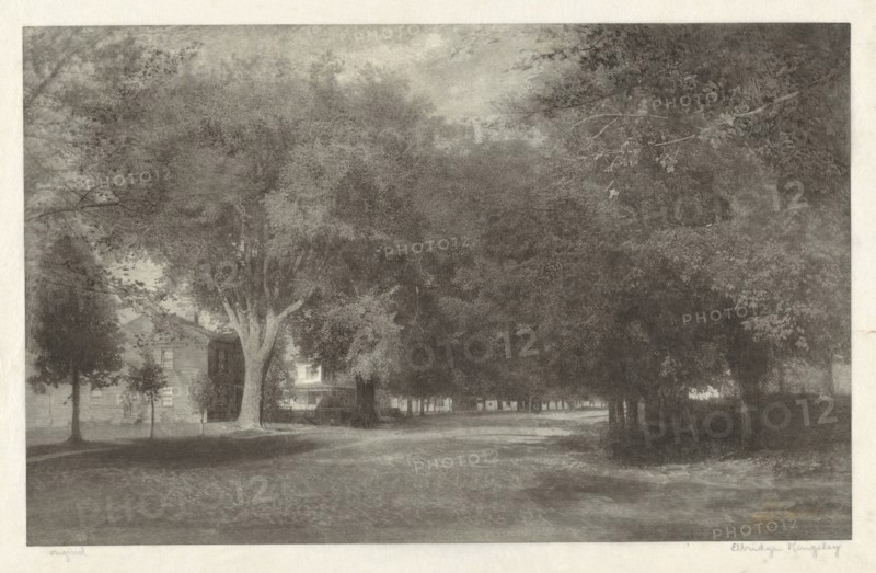 New England Elms, c. 1889-1890.