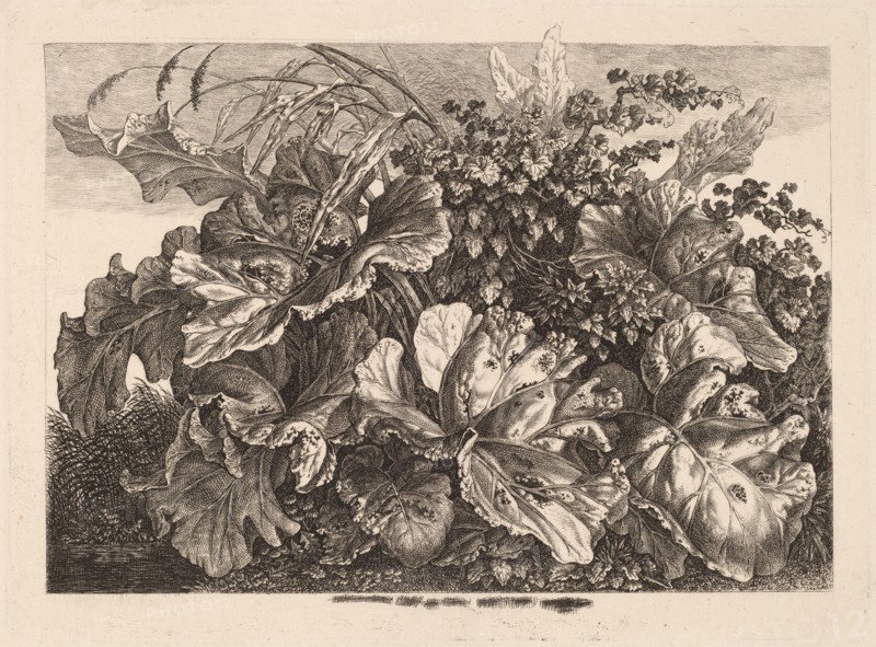 Foliage Study with Reed and Hops, 1826/1828.