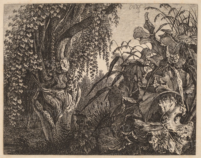 A Thicket; a Gnarled Willow Tree at Left, a Thicket of Vegetation at Right, 1820/1835.