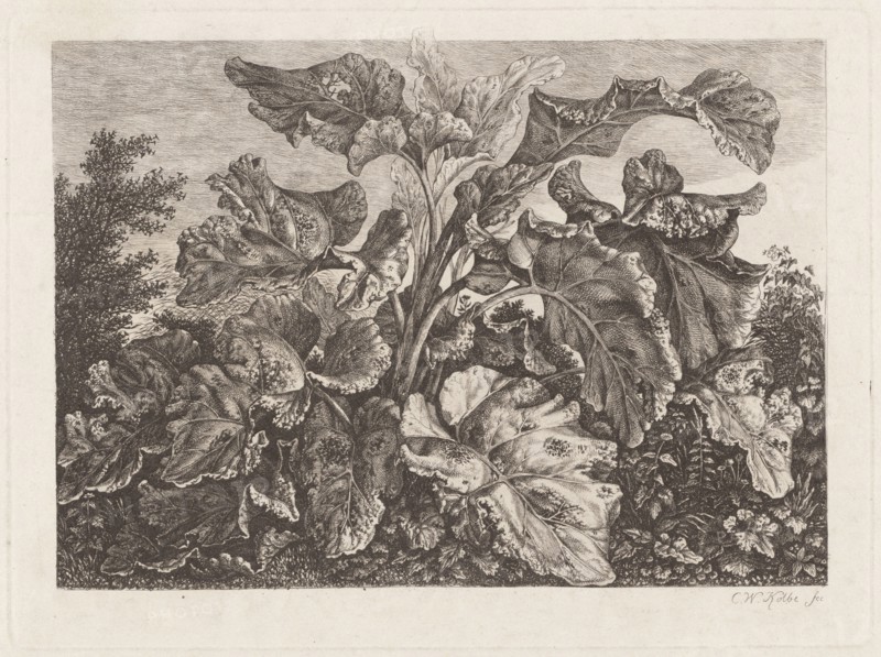 Plant Study with Burdock, c. 1820?.