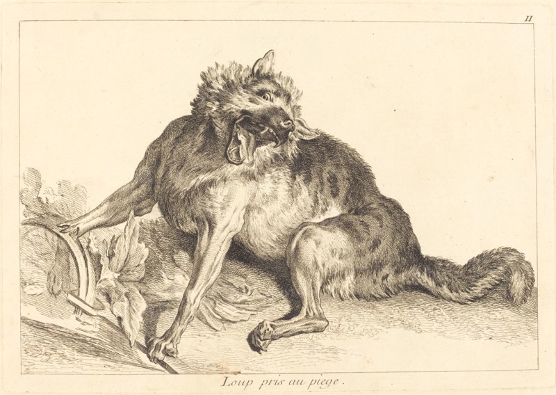 Loup pris au piege (Wolf Caught in a Trap).