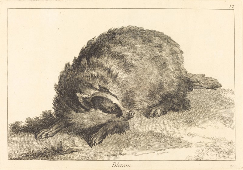 Blereau (Badger).