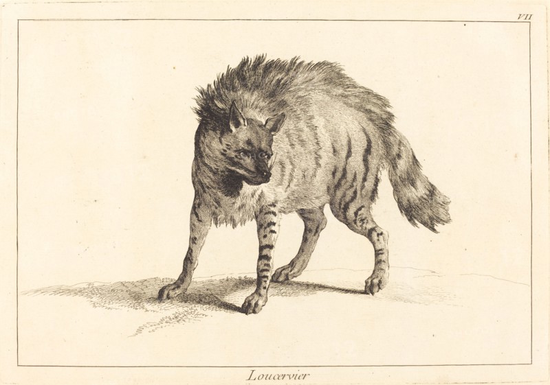 Loucervier (Hyena).
