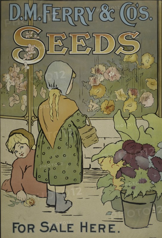 D. M. Ferry & Co's. seeds, c1895 - 1917.