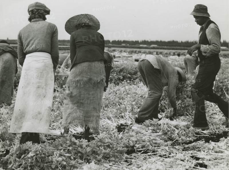 African American migrant laborers cutting celery, Belle Glade, Florida, January 1941.
