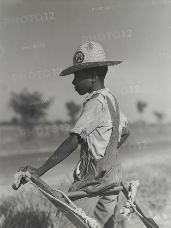 Resting the mules which get too hot when the cotton is high in mid-summer..., August 1940. Creators: Farm Security Administration, Marion Post Wolcott.