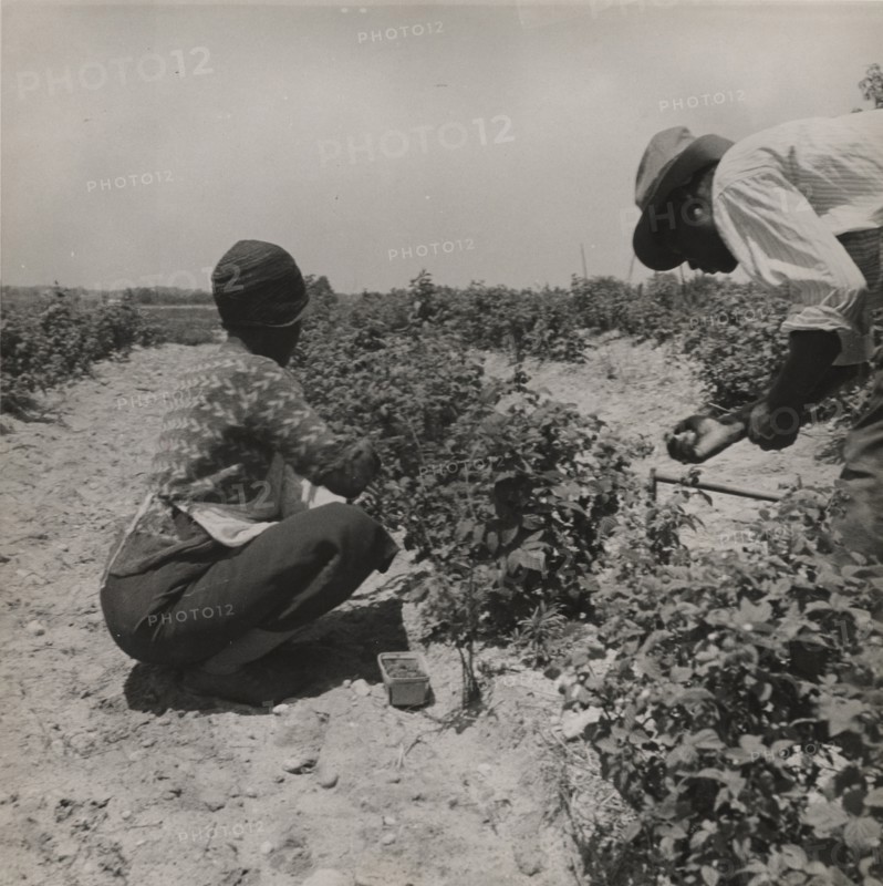 Berry pickers. Southern New Jersey. These pickers are Negroes brought in by truck from Delaware, 1936.
