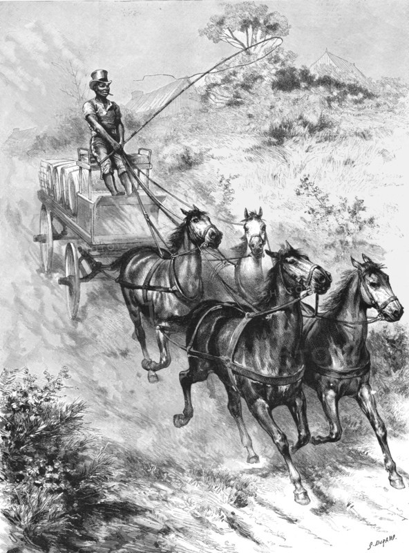 ''Monarch of all he surveys" - A Donkey Driver at Durban', 1890. Creator: G Durand.