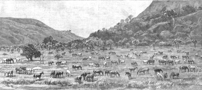 ''The Pioneer Corps of the British South Africa Co's Forces on their way to Mashonaland; The Camp on Creator: Unknown.