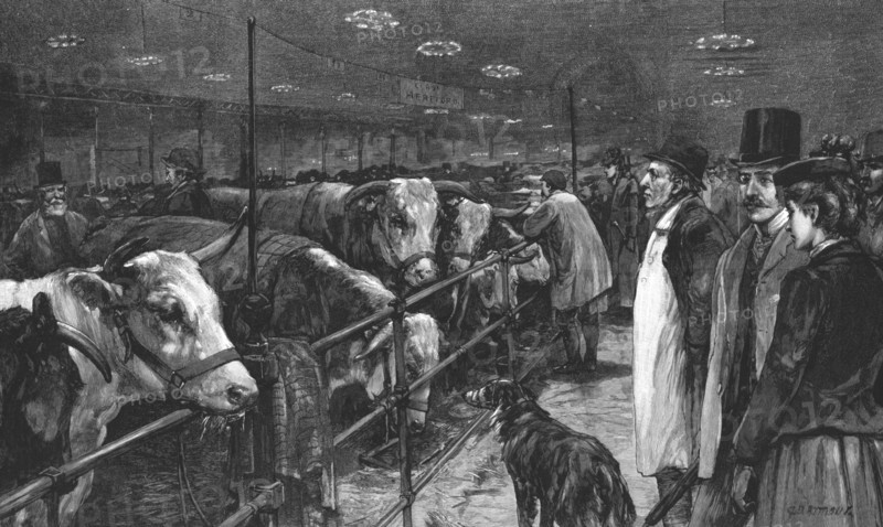 ''The Smithfield Club Cattle Show at the Agricultural Hall', 1891. Creator: George Harrison.