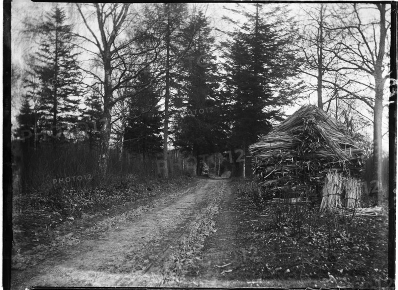 Rewell Wood, Arundel, Arun, West Sussex, 1908. Creator: Katherine Jean Macfee.