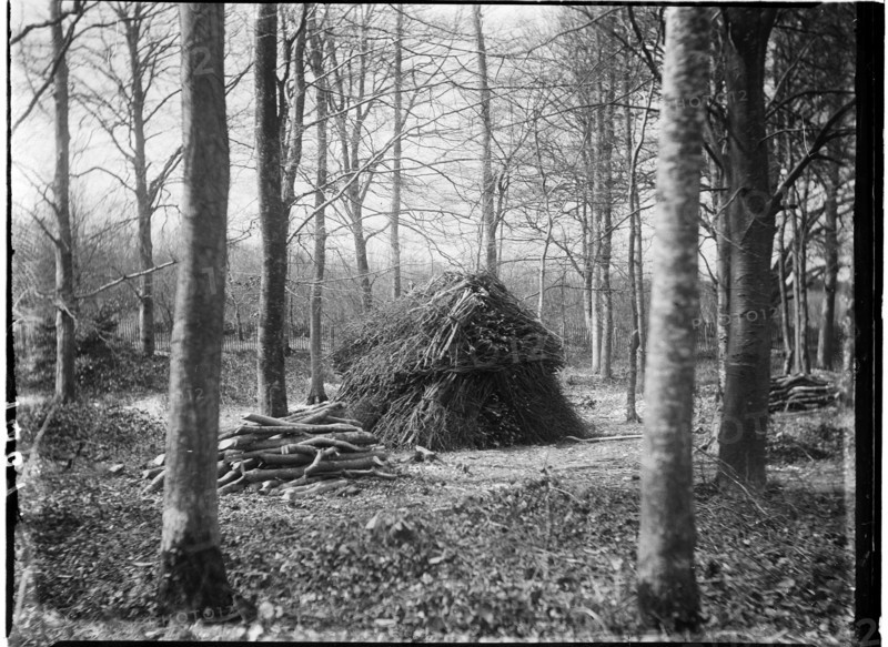 Rewell Wood, Arundel, Arun, West Sussex, 1908. Creator: Katherine Jean Macfee.