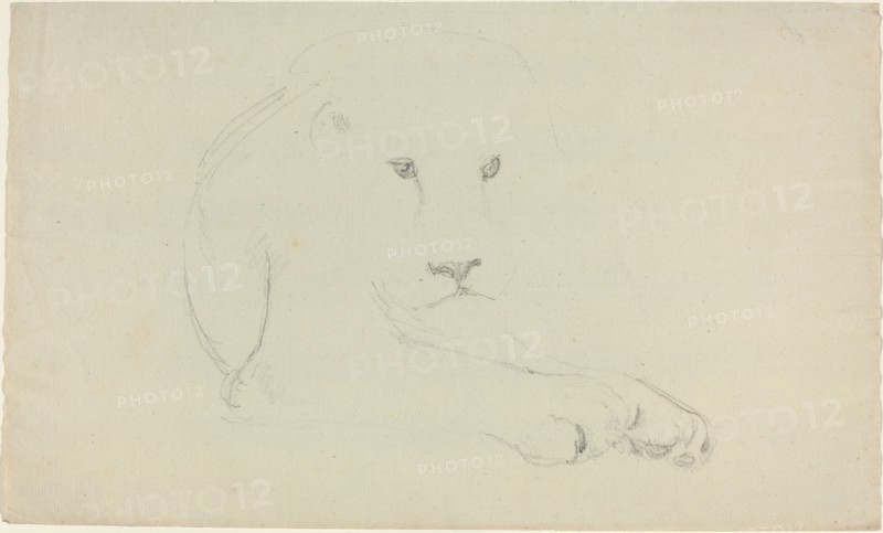 Lion. Creator: John Flaxman.