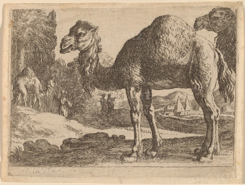 Camels. Creator: Herman van Swanevelt.