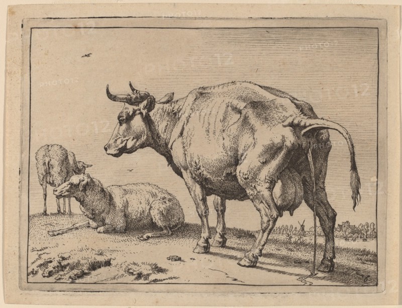 Pissing Cow, 1650. Creator: Paulus Potter.