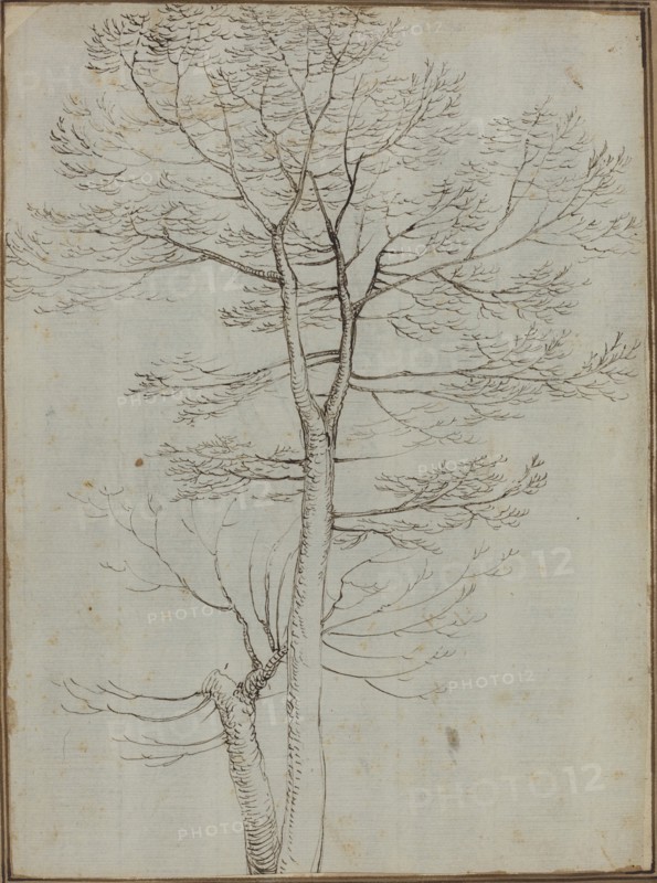 Bare Tree [verso]. Creator: Fra Bartolomeo.